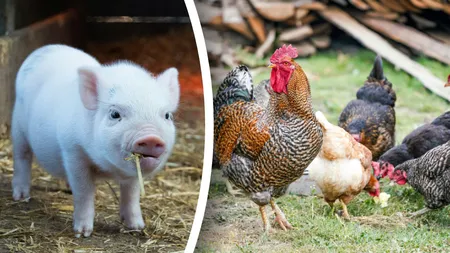 Amendă uriașă pentru românii care cresc porci și găini. Câte animale ai voie să ții în curte, de fapt
