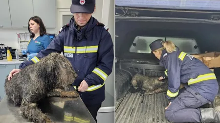 Un câine, salvat de autorități în timpul căutărilor pentru Alex, băiețelul din Sibiu: 