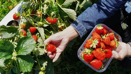 Cum se spală corect căpșunele. Metoda recomandată de specialiști