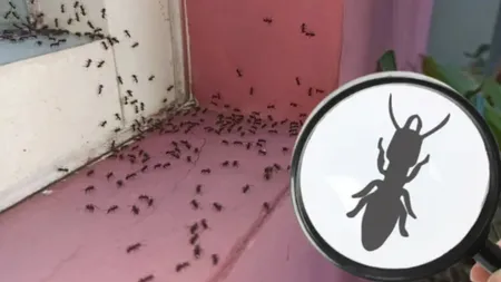 Furnicile dispar din casa ta dacă pulverizezi un singur ingredient natural
