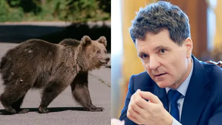 Nicușor Dan a atacat la CCR legea care majorează cota de intervenție la urșii bruni pentru 2026