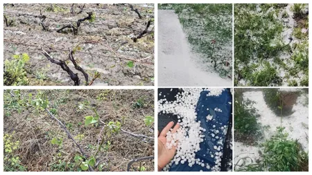 Grindina a făcut prăpăd în județul Vrancea. Sute de hectare cu viță-de-vie au fost distruse
