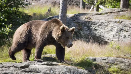 Ursul care a atacat un turist elvețian pe Transfăgărășan a fost împușcat