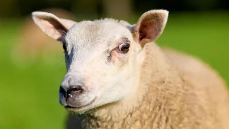 Interdicția pentru exportul de ovine și caprine din România, prelungită. Care este noul termen stabilit de Comisia Europeană