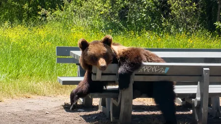 VIRALUL ZILEI: Un urs plictisit şi, probabil, flămând, s-a aşezat la masa de picnic VIDEO