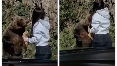 Aşa NU! O tânără inconştientă hrăneşte un urs cu fast food pe Transfăgărăşan VIDEO