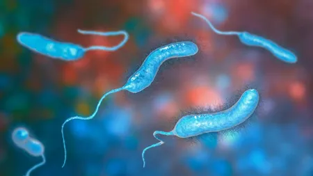 Ce este bacteria Vibrio, supranumită „bacteria mâncătoare de carne”. Se răspândește cu rapiditate pe litoral