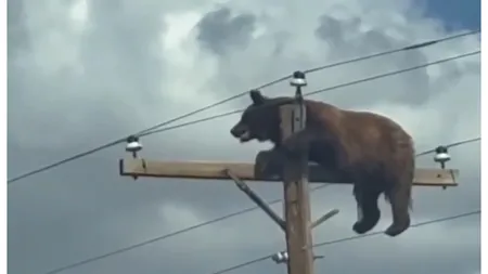 Un urs a murit electrocutat după ce a rămas blocat în vârful unui stâlp de electricitate VIDEO