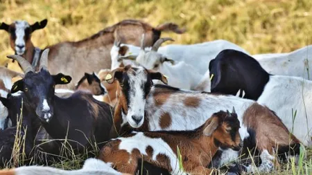 Carantină națională timp de 30 de zile pentru oi și capre. Ce interdicții au primit crescătorii de ovine și caprine