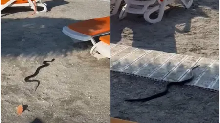 VIDEO Panică la malul mării! Un șarpe de 1,5 metri a fost filmat pe o plajă din stațiunea Venus. Turiștii au apelat la 112