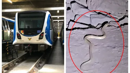 Panică la metrou din cauza șerpilor. Angajații Metrorex au filmat o reptilă pe magistrala M1: ”Jandarmeria trebuie chemată”
