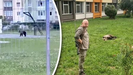 Un urs a fost tranchilizat și capturat în curtea unui liceu din Sibiu, după ce autoritățile l-au fugărit timp de două ore prin centrul orașului