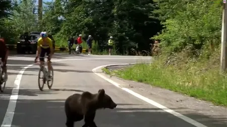Imagini incredibile. Un urs le-a tăiat calea cicliştilor în Turul Sibiului VIDEO
