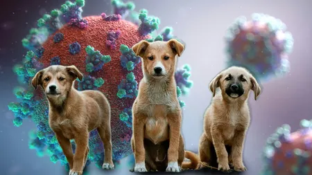 Alertă veterinară la granița României. A fost confirmat primul focar de RFAV, un virus transmis până acum doar la animalele sălbatice