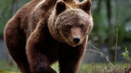 Alertele pentru urşi rivalizează cu cele de vreme rea. Şase turişti au fost înconjuraţi de 6 animale flămânde, intervenţie salutară a jandarmilor la Harghita
