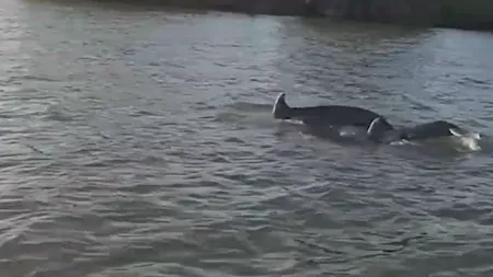 VIDEO Delfinii fac spectacol în Delta Dunării. De ce au migrat din Marea Neagră