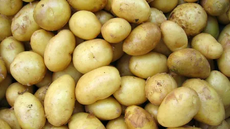 Bani de la stat pentru agricultorii români. Producătorii de cartofi de consum pot primi până la 300 euro/hectar