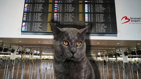 Un motan dispărut după un zbor din Bacău, găsit după aproape 20 de zile pe aeroportul din Bruxelles