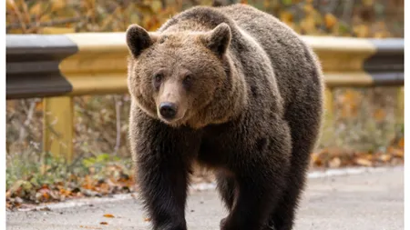 Sfârșit tragic pentru o tânără de 29 de ani care tocmai se logodise. A fost ucisă de urs chiar sub privirile îngrozite ale logodnicului său