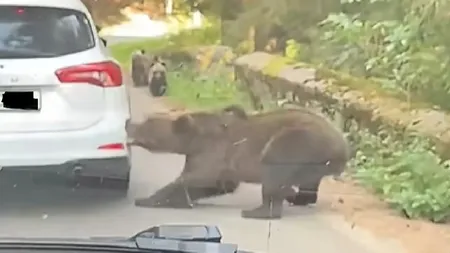 Imagini șocante pe Transfăgărășan! Urs filmat cum trage de caroseria unei mașini până rupe bara din spate. Val de reacții: „Ăsta este prețul cu care plătește pentru o poză” VIDEO
