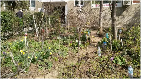 Când și cum se pot planta copaci în grădina blocului. Gestul care îți poate aduce amenzi usturătoare