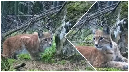 Imagini rare cu un râs surprins în Suceava. Felina a fost filmată în timp ce stătea la pândă