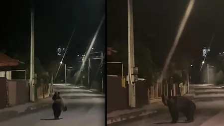 Prezența unui urs, semnalată pe raza localităților Rădășeni și Fălticeni din județul Suceava. Autoritățile au emis mesaje RO-Alert. VIDEO