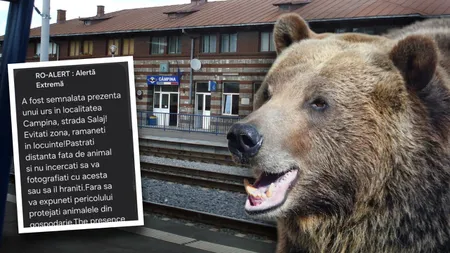 Alertă în Câmpina! Un urs a fost văzut în apropierea unui supermarket din oraș. Autoritățile au emis mesaj RO-Alert