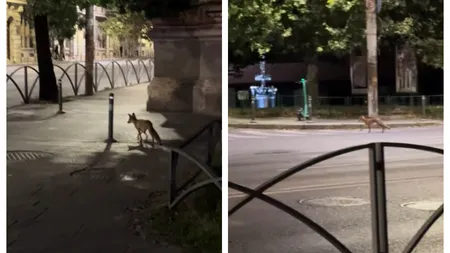 O vulpe a fost filmată la kilometrul 0 al Capitalei VIDEO