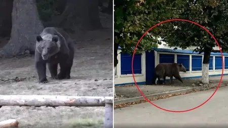 Ursul cu cinci picioare a pus pe jar jandarmii, poliţiştii şi SMURD-ul din Câmpina. Poza generată cu AI a declanșat și mesaj RO-Alert