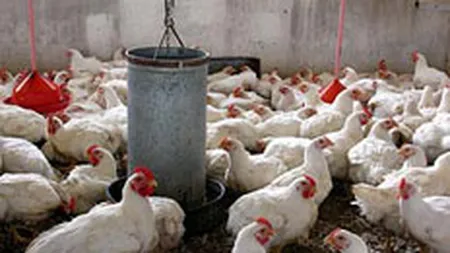 Avicola SA Iasi a realizat in T1 o cifra de afaceri de 9,194 milioane lei