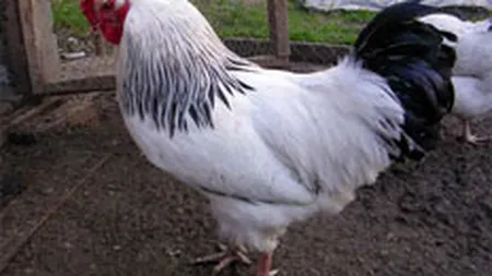 Gripa aviara a adus Avicolei Crevedia pierderi de peste 1 mil. euro