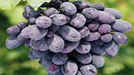 Romania cere UE mentinerea adaosului de zahar in vin