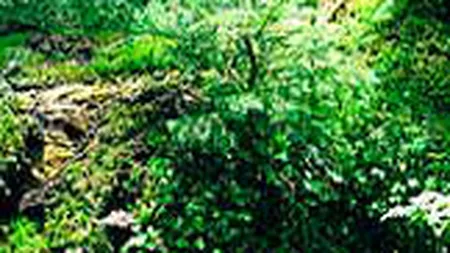 Bulgaria modifica legislatia pentru a proteja mediul impotriva constructiilor