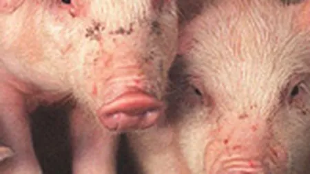 Smithfield pierde 2 mil. euro pentru 37.000 porci sacrificati pe motiv de pesta