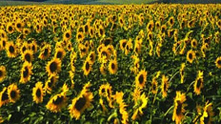 Daunele platite de asiguratorii agricoli cresc in 2007 din cauza grindinei
