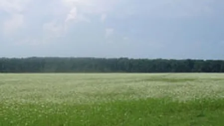 Ungurii de la Ablon au cumparat un teren in Pipera cu 18,5 mil. euro