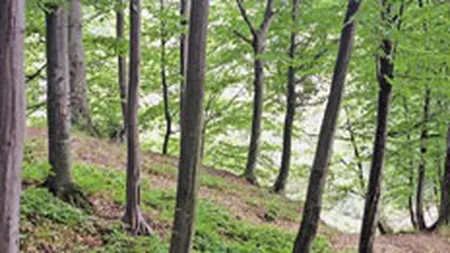 Romsilva a realizat afaceri de 806,77 mil. lei, in primele noua luni