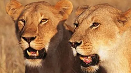 Vanatoarea de lei, un hobby de lux cu venituri de 100 mil. euro pe an