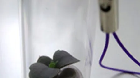 Planta de purtat la gat, noua tendinta in cadourile business