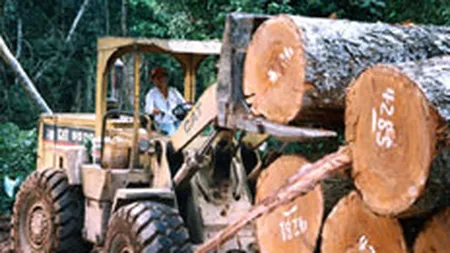 Producatorul de podele Barlinek vrea sa preia compania Diana Forest
