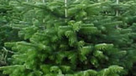 Productia brazilor Nordmann scade, preturile cresc pana la 50 euro