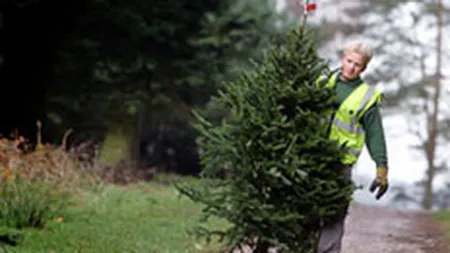 Partea vizibila a afacerilor cu brazi de Craciun: 5 milioane de euro