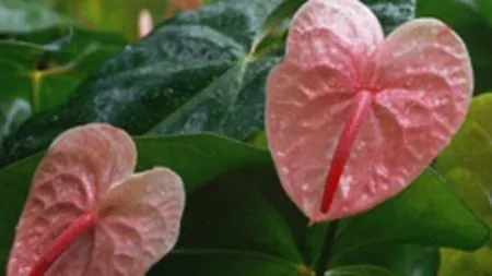 Media One, Libra Group si Cogep au impartit contul de 700.000 euro al MMDD