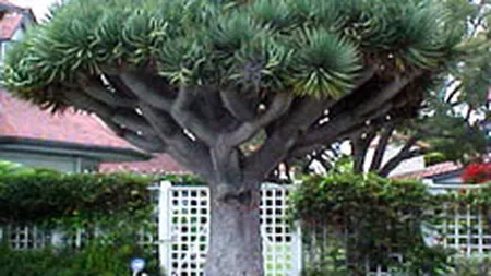 Copacul care traieste 1.000 de ani, la vanzare pentru 20.000 dolari