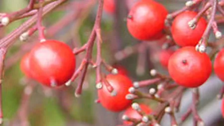 Culoarea rosie domina debutul sedintei bursiere de miercuri