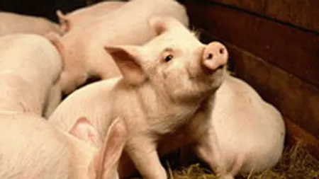 Smithfield cere despagubiri de 11,5 mil. euro de la statul roman