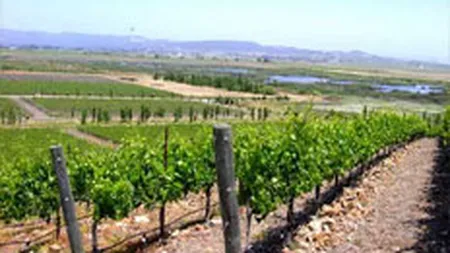 Mini-vacantele in podgoriile din Romania, mai atractive in 2008