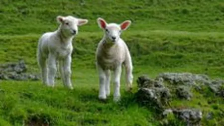 Romania, a patra tara din UE dupa efectivele de oi si capre, pe o tendinta generala de scadere