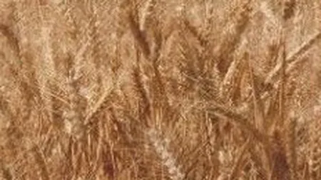 Amonil Slobozia: Cifra de afaceri in crestere de 17 ori pe primul trimestru